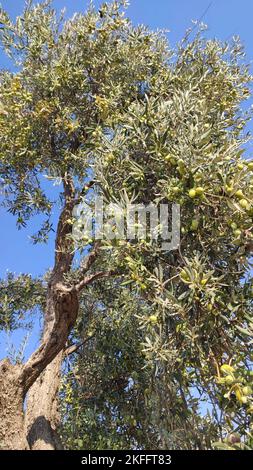 Green olives on branch with blue sky background Stock Photo