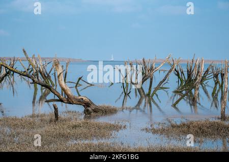 A landscape of bushes reflected in the breached sea water at Dunster Marsh with a yacht on the horizon Stock Photo