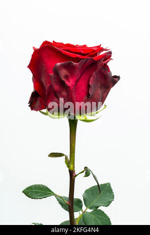 A close-up of a red eternal rose with dark, wilted petals against a white background Stock Photo