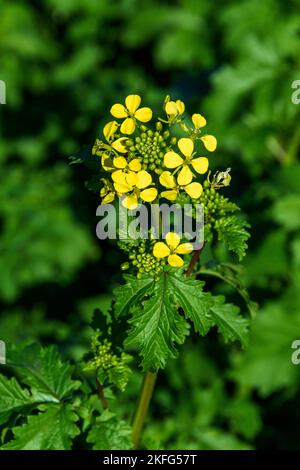 rape, turnip (Brassica napus), flowers Stock Photo - Alamy