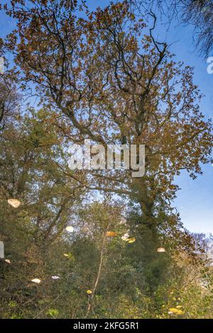 Surreal Abstract Autumnal tree reflected in a canal. Inverted image. Stock Photo