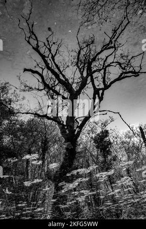 Surreal Abstract Autumnal tree reflected in a canal. Inverted image. Black and White photograph Stock Photo