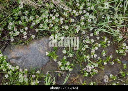 Strand-Milchkraut, Strandmilchkraut, Milchkraut, Glaux maritima, Lysimachia maritima, sea milkwort, sea milkweed, black saltwort, Glaux, Glauce, Glaux Stock Photo