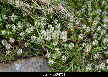 Strand-Milchkraut, Strandmilchkraut, Milchkraut, Glaux maritima, Lysimachia maritima, sea milkwort, sea milkweed, black saltwort, Glaux, Glauce, Glaux Stock Photo