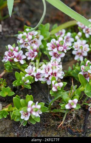 Strand-Milchkraut, Strandmilchkraut, Milchkraut, Glaux maritima, Lysimachia maritima, sea milkwort, sea milkweed, black saltwort, Glaux, Glauce, Glaux Stock Photo