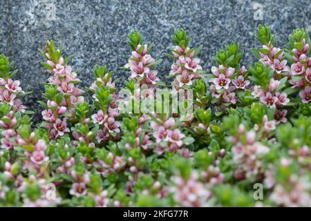 Strand-Milchkraut, Strandmilchkraut, Milchkraut, Glaux maritima, Lysimachia maritima, sea milkwort, sea milkweed, black saltwort, Glaux, Glauce, Glaux Stock Photo