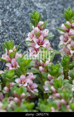 Strand-Milchkraut, Strandmilchkraut, Milchkraut, Glaux maritima, Lysimachia maritima, sea milkwort, sea milkweed, black saltwort, Glaux, Glauce, Glaux Stock Photo