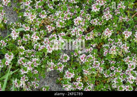 Strand-Milchkraut, Strandmilchkraut, Milchkraut, Glaux maritima, Lysimachia maritima, sea milkwort, sea milkweed, black saltwort, Glaux, Glauce, Glaux Stock Photo