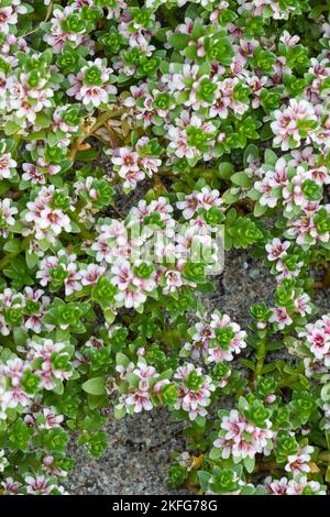 Strand-Milchkraut, Strandmilchkraut, Milchkraut, Glaux maritima, Lysimachia maritima, sea milkwort, sea milkweed, black saltwort, Glaux, Glauce, Glaux Stock Photo