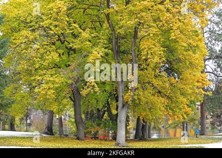 A young woman strolls through Drake Park, a lovely city park in Bend, Oregon, during the autumn color change in October. Stock Photo