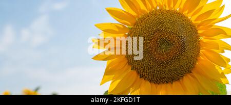 A large flower of a blooming sunflower against a blue sky. Sunflower cultivation. Stock Photo