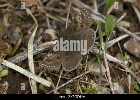 Natural closeup of the small brown Dingy skipper butterfly, Erynnis tages sitting on the ground Stock Photo