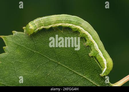 Hebrew Character moth caterpillar (Orthosia gothica) on birch leaf. Tipperary, Ireland Stock Photo