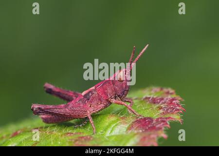 Pink grasshopper nymph at rest on bramble leaf. Tipperary, Ireland Stock Photo