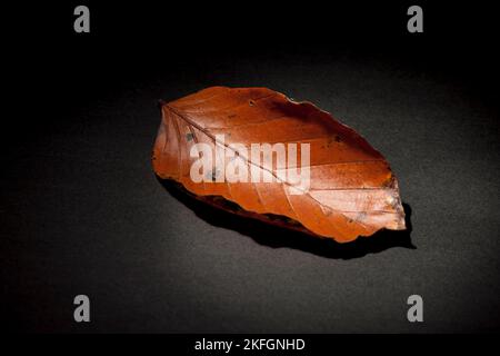 Single leaf of a beech tree on a black studio background in the spotlight. Stock Photo