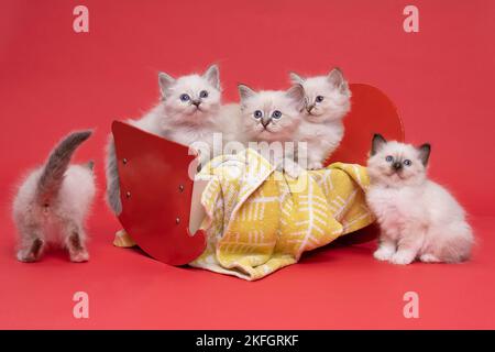 Five beautiful sacred burmese cat kittens in a dollsbed in studio close-up, a luxury cat, red background Stock Photo