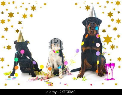three dogs in front of white background Stock Photo