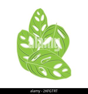 Monstera adansonii Leaf Logo, Green Plant Vector, Tree Vector, Rare Leaf Illustration Stock Vector