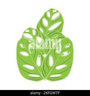 Monstera adansonii Leaf Logo, Green Plant Vector, Tree Vector, Rare Leaf Illustration Stock Vector