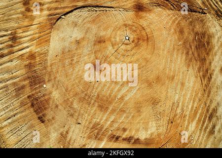 A close-up view of a tree trunk cross-section. The rough surface is of ash tree that was cut down with a chainsaw. Stock Photo