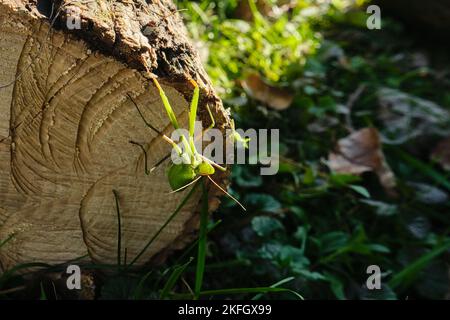 A European mantis (Mantis religiosa), or praying mantis, hangs upside-down off the edge of a cut log, looking towards the viewer. Stock Photo