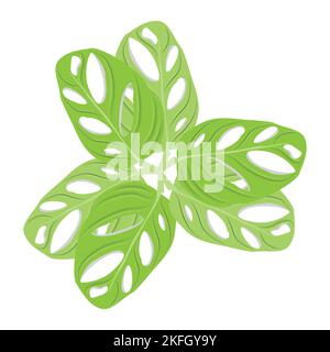 Monstera adansonii Leaf Logo, Green Plant Vector, Tree Vector, Rare Leaf Illustration Stock Vector