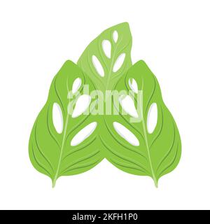 Monstera adansonii Leaf Logo, Green Plant Vector, Tree Vector, Rare Leaf Illustration Stock Vector