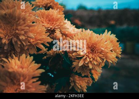 a bunch of live Chrysanthemum Morifolium flower yellow Stock Photo