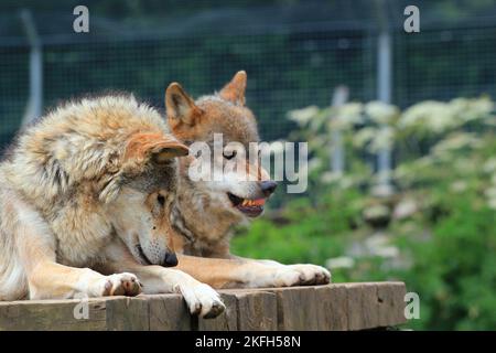 Two wolves together. Wolf growling showing its teeth. Stock Photo