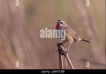 Siberian Rubythroat is a ground-loving songbird of Asia. They primarily breed in Siberia, while wintering in southern and southeastern Asia. Stock Photo