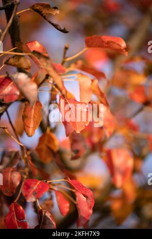 Red autumn leaves in bright light in golden october in Germany Stock Photo