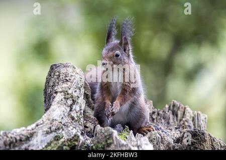 Squirrel sitting on tree stump Stock Photo
