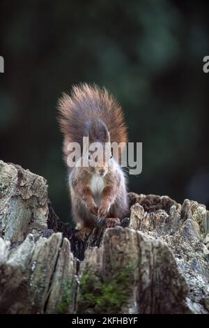 Squirrel sitting on tree stump Stock Photo