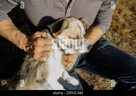 The dog is unwilling. The man hurts the dog. Animal rights. Stock Photo