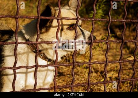 Dog behind a fence waiting for the freedom. Animal rights. Stock Photo