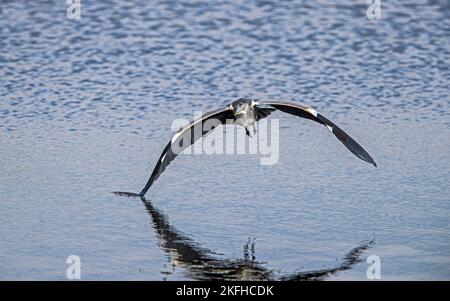 grey heron Stock Photo