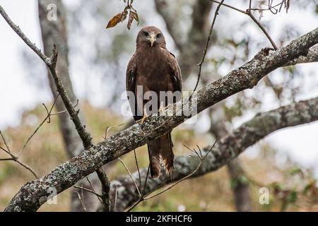 Yellow-billed Kite Stock Photo