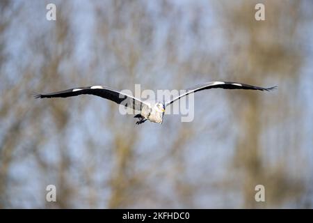 flying Grey Heron Stock Photo