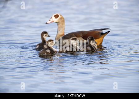 swimming Egyptian Gooses Stock Photo