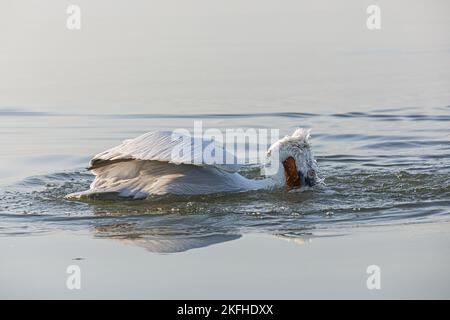 swimming Dalmatian Pelican Stock Photo