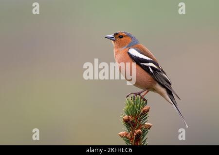Male Chaffinch, Fringilla coelebs, perched on top of conifer tree. Close up image of beautiful colours of the male Chaffinch in Scotland. Stock Photo
