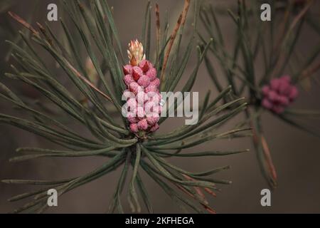 Pink flowering pine cone on a pine branch with green fir needles. blurred green background Stock Photo