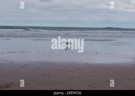 Dog running on the Beach, Bamburgh Beach Stock Photo