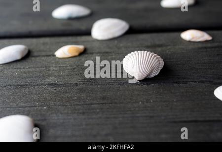 A selective focus shot of seashells on a wooden surface with blur background Stock Photo