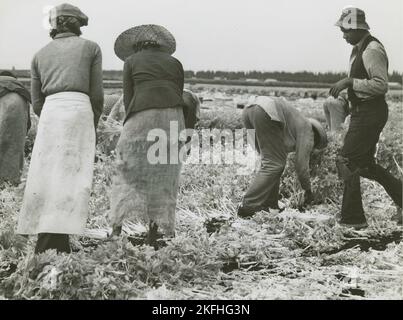 African American migrant laborers cutting celery, Belle Glade, Florida, January 1941. Stock Photo