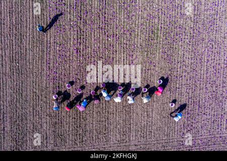 Farmers pick the blooming crocus flowers in the field in the area of Kozani in northern Greece Stock Photo
