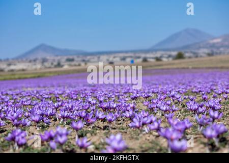 Beautiful fields of violet saffron flowers. Crocus sativus blossoming purple plant on ground. Harvest collection season. Selective Focus Stock Photo