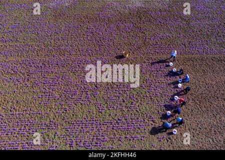 Farmers pick the blooming crocus flowers in the field in the area of Kozani in northern Greece Stock Photo