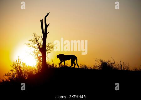 Silhouette of a cheetah on a hillside at nightfall in South Africa Stock Photo