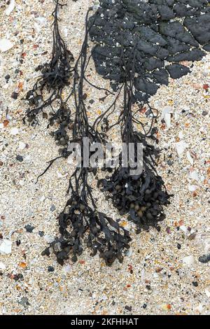 Abstract Pattern of Coral and Seaweed on the Beach at An Dorneil, Loch Dunvegan, Isle of Skye, Scotland, UK Stock Photo